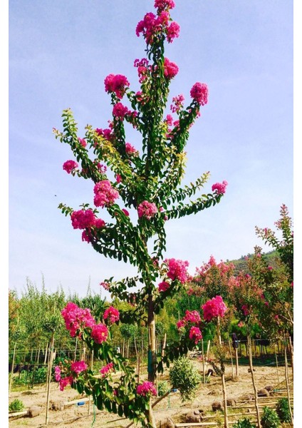 Videolu Pembe Oya Ağacı Çiçeği Fidanı 10 Adet Ayrı Saksılı (Lagerstroemia Indica)