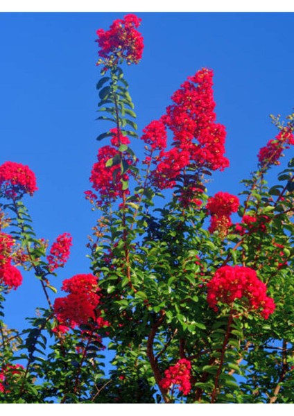 Videolu Pembe Oya Ağacı Çiçeği Fidanı 10 Adet Ayrı Saksılı (Lagerstroemia Indica)