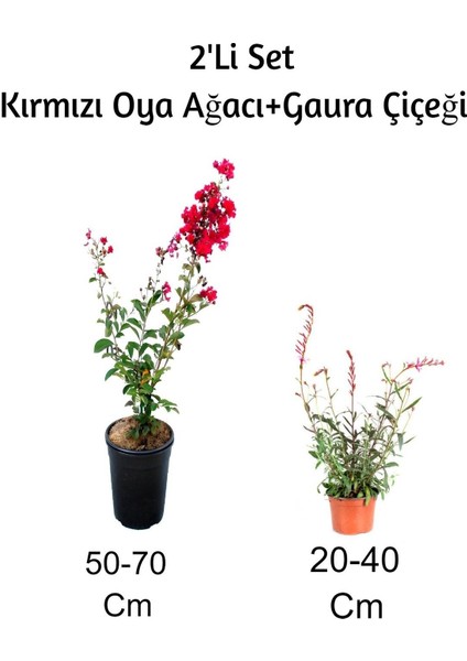 Kırmızı Oya Ağacı+ Gaura Çiçeği 2'li Set Dış Mekan Bitkisi