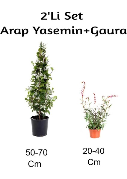 Arap Yasemin Çiçeği+ Gaura Çiçeği 2'li Set Dış Mekan Bitkisi