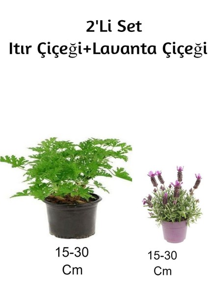 Gül Damlası (Itır Çiçeği) + Lavanta Çiçeği 2'li Set Dış Mekan Bitkisi