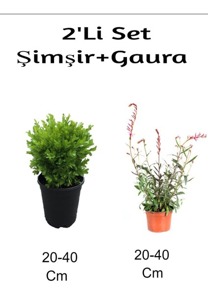 Şimşir+ Gaura Çiçeği 2'li Set Dış Mekan Bitkisi
