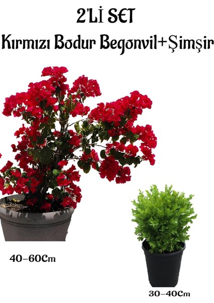 Kırmızı Renk Bodur Begonvil Fidanı(40-60)+Çalı Şimşiri 2'li Set Saksılı Bahçe Bitkisi