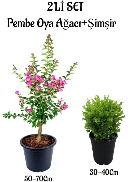 Pembe Oya Ağacı Fidanı(50-70)+Çalı Şımşırı(30-40 cm) 2'li Set Dış Mekan Bitkisi