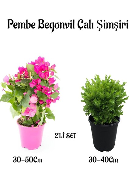 Bodur Şeker Pembe Begonvil Fidanı+Çalı Şimşiri 2'li Set Saksılı Bahçe Bitkisi