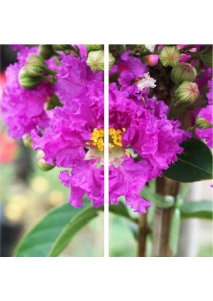 Videolu Mor Renk Oya Ağacı Fidanı 40-65 cm Saksılı Dış Mekan Ağaçları Purple (Lagerstroemia)