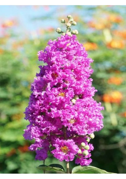 Videolu Mor Renk Oya Ağacı Fidanı 40-65 cm Saksılı Dış Mekan Ağaçları Purple (Lagerstroemia) fiyatları