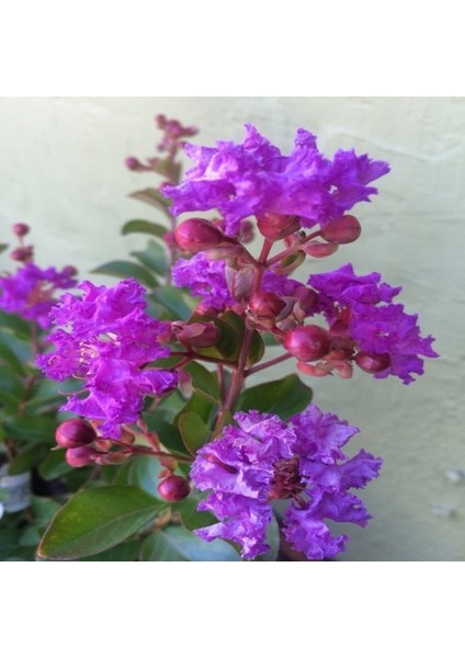 Videolu Mor Renk Oya Ağacı Fidanı 40-65 cm Saksılı Dış Mekan Ağaçları Purple (Lagerstroemia) fırsatları
