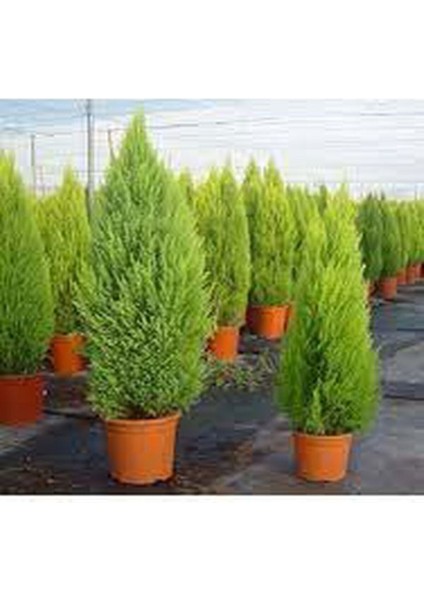 Videolu Mis Kokulu Limoni Servi 35-40 cm Saksılı/Tüplü Dış Mekan Ağaçları Cupresus Macrocarpa