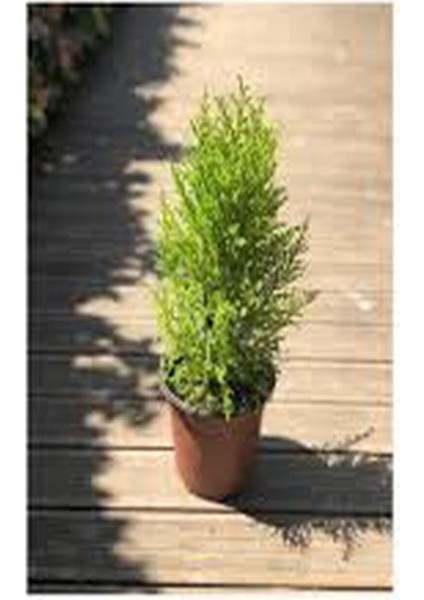 Videolu Mis Kokulu Limoni Servi 35-40 cm Saksılı/Tüplü Dış Mekan Ağaçları Cupresus Macrocarpa modelleri