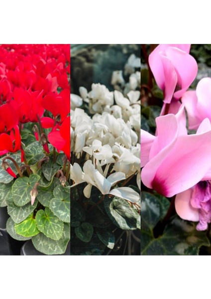 Videolu Kırmızı Beyaz ve Pembe 3 Adet Sıklamen Fidanı 30-55 cm Saksılı (Red White And Pink Cyclamen)