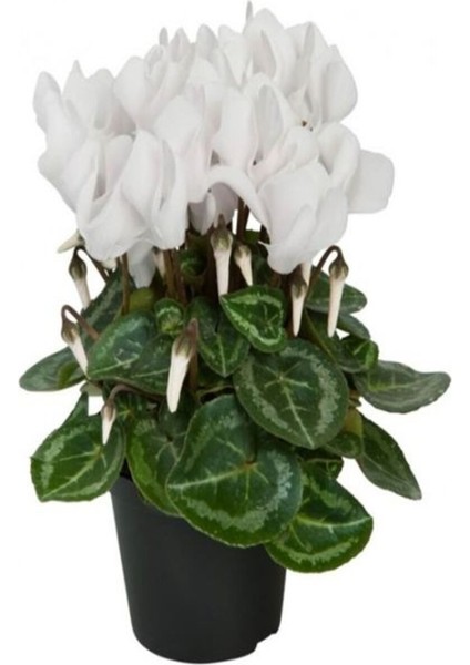 Videolu Kırmızı Beyaz ve Pembe 3 Adet Sıklamen Fidanı 30-55 cm Saksılı (Red White And Pink Cyclamen) modelleri