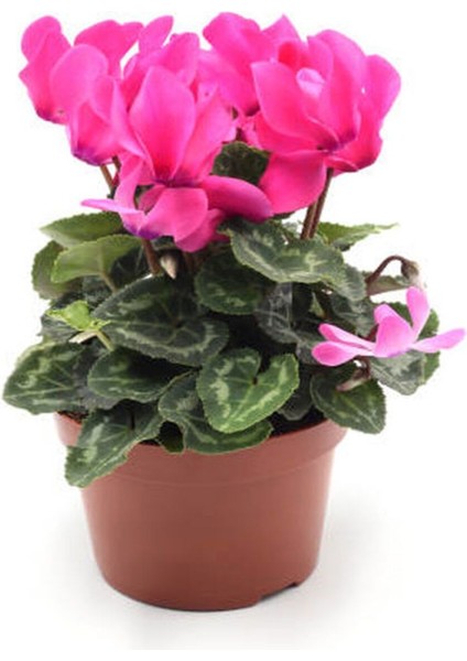 Videolu Kırmızı Beyaz ve Pembe 3 Adet Sıklamen Fidanı 30-55 cm Saksılı (Red White And Pink Cyclamen) fırsatları