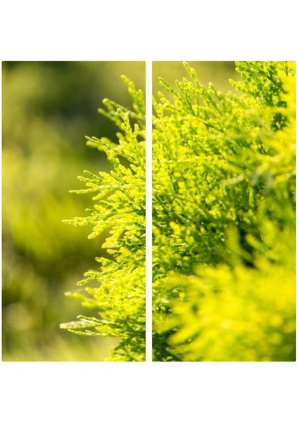 Videolu 1 Adet Limoni Servi 60-120 cm Tüplü Dış Mekan Ağaçları(Cupressus Macrocarpa Goldcrest)