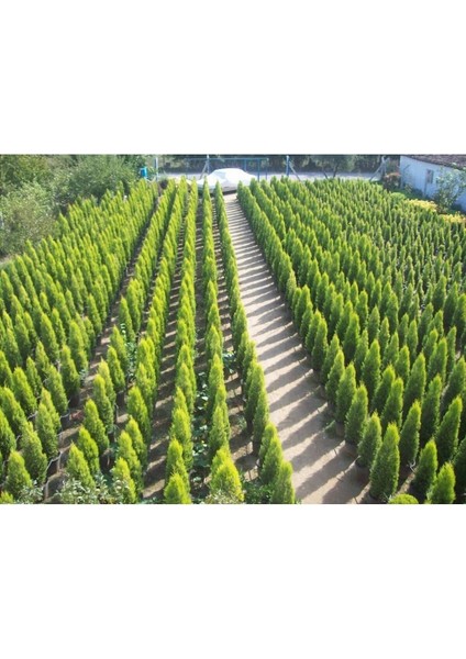 Videolu 1 Adet Limoni Servi 60-120 cm Tüplü Dış Mekan Ağaçları(Cupressus Macrocarpa Goldcrest)