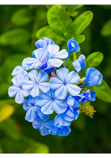 Videolu Kokulu Mavi Yasemin Fidesi 1 Adet Saksılı/Tüplü 40-60 cm (Plumbago Blue Jasmine)