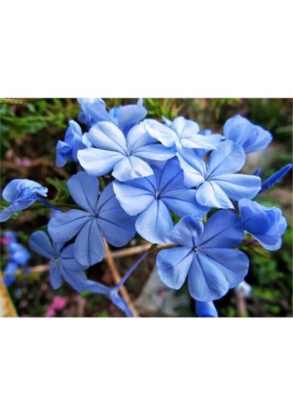 Videolu Kokulu Mavi Yasemin Fidesi 1 Adet Saksılı/Tüplü 40-60 cm (Plumbago Blue Jasmine) fırsatları