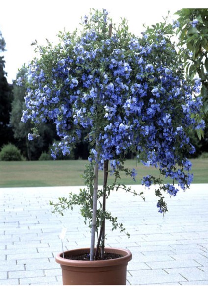 Videolu Kokulu Mavi Yasemin Fidesi 1 Adet Saksılı/Tüplü 40-60 cm (Plumbago Blue Jasmine) indirimleri