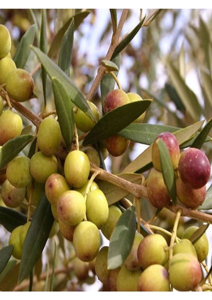Videolu Bodur 1 Adet Zeytin Ağacı Fidanı 60-80 cm Saksılı (Dwarf Olive)