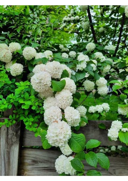 Videolu Kartopu Çiçeği Tüplü 1 Adet Tüplü/ Saksılı 30-55 cm Dış Mekan Bitkisi (Viburnum Opulus)