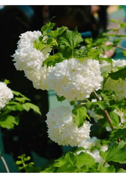 Videolu Kartopu Çiçeği Tüplü 1 Adet Tüplü/ Saksılı 30-55 cm Dış Mekan Bitkisi (Viburnum Opulus)