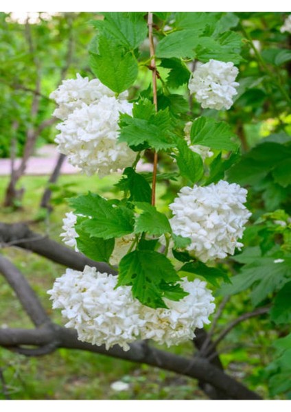 Videolu Kartopu Çiçeği Tüplü 1 Adet Tüplü/ Saksılı 30-55 cm Dış Mekan Bitkisi (Viburnum Opulus)