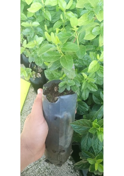 Videolu Kartopu Çiçeği Tüplü 1 Adet Tüplü/ Saksılı 30-55 cm Dış Mekan Bitkisi (Viburnum Opulus)