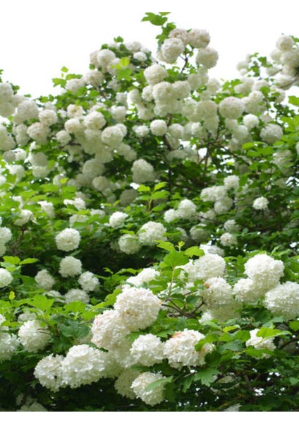 Videolu Kartopu Çiçeği Fidanı 1 Adet 30-60 cm Saksılıtüplü (Viburnum)