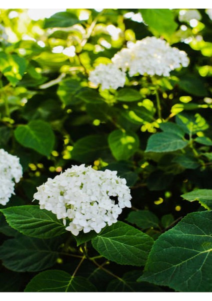 Videolu Kartopu Çiçeği Fidanı 1 Adet 30-60 cm Saksılıtüplü (Viburnum)