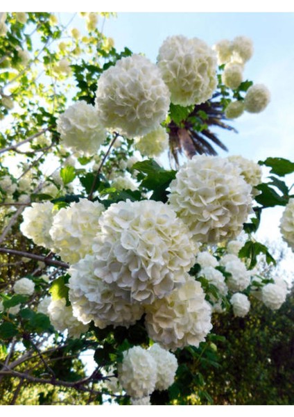 Videolu Kartopu Çiçeği Fidanı 1 Adet 30-60 cm Saksılıtüplü (Viburnum)