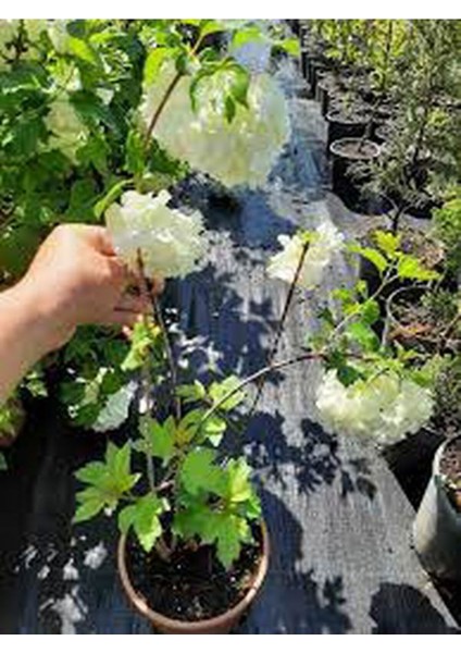 Videolu Kartopu Çiçeği Fidanı 1 Adet 30-60 cm Saksılıtüplü (Viburnum)