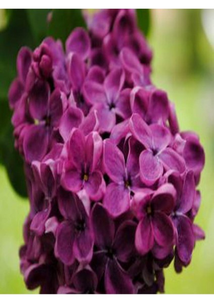 Videolu Pembe 1 Adet Leylak Çiçeği Fidanı 80-160 cm Saksılı (Lilac Flower)