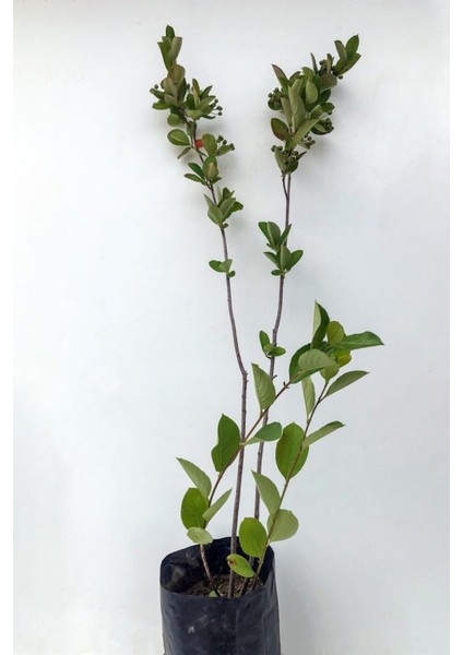 Videolu Pembe 1 Adet Leylak Çiçeği Fidanı 80-160 cm Saksılı (Lilac Flower)