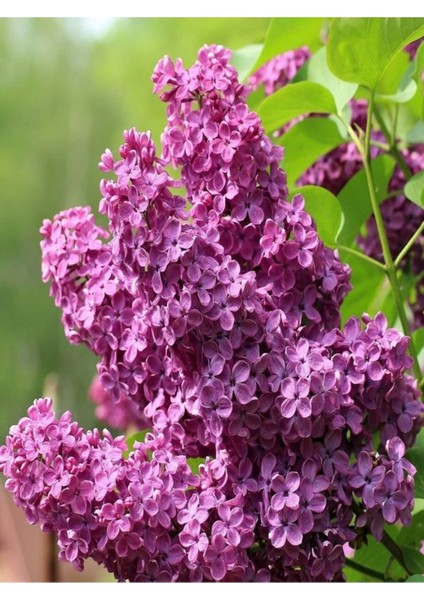 Videolu Pembe 1 Adet Leylak Çiçeği Fidanı 80-160 cm Saksılı (Lilac Flower)