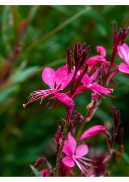 Videolu Pembe Gaura Çiçeği 5 Adet Saksılı/ Tüplü 40-70 cm Çok Yıllık Dış Mekan Çiçeği