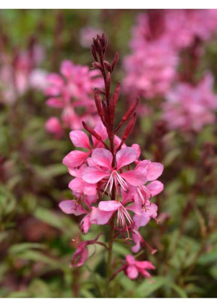 Videolu Pembe Gaura Çiçeği 5 Adet Saksılı/ Tüplü 40-70 cm Çok Yıllık Dış Mekan Çiçeği fiyatları