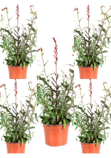 Videolu Pembe Gaura Çiçeği 5 Adet Saksılı/ Tüplü 40-70 cm Çok Yıllık Dış Mekan Çiçeği modelleri