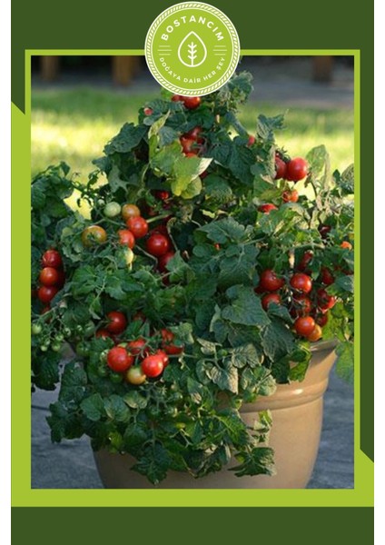 Bodur Cherry Domates Tohumu (30 Adet)