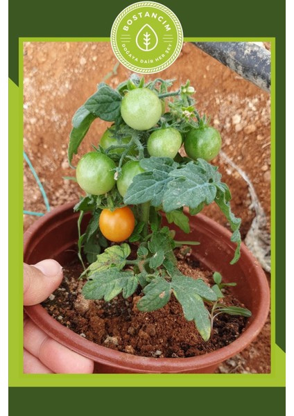 Bodur Cherry Domates Tohumu (30 Adet)