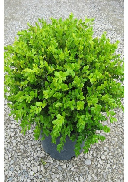 Videolu Yeşil Şimşir Çalısı Fidanı 20-45 cm Tüplü Dış Mekan (Buxus Japonica Rococo )
