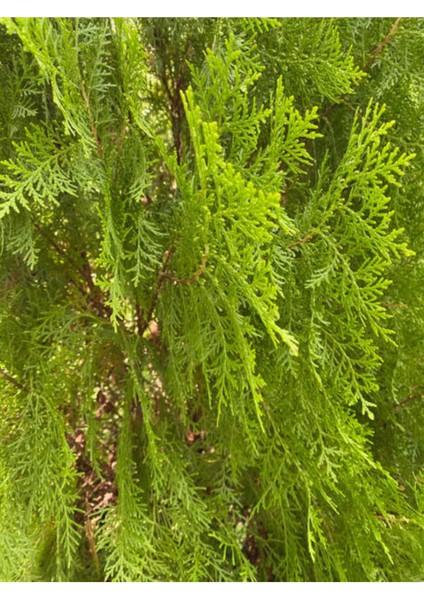 Videolu Ferah Kokulu 1 Adet Limoni Servi Fidanı Saksılı 60-80 cm (Lemon Cypress Sapling)