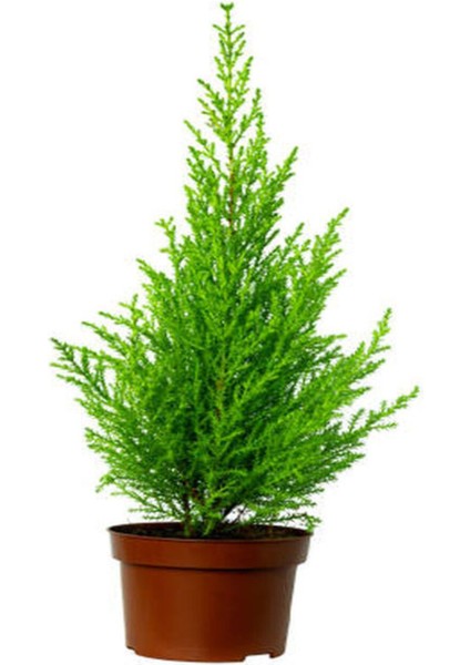 Videolu Ferah Kokulu 1 Adet Limoni Servi Fidanı Saksılı 60-80 cm (Lemon Cypress Sapling)