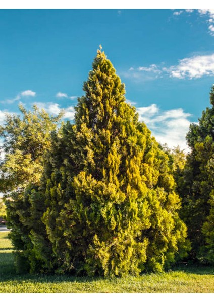 Videolu Ferah Kokulu 1 Adet Limoni Servi Fidanı Saksılı 60-80 cm (Lemon Cypress Sapling)