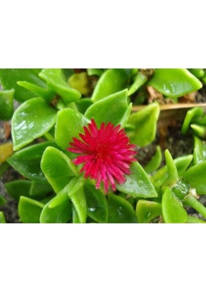 Videolu 15-25 cm Kırmızı Buz Çiçeği Bitkisi Fidanı Saksılı Dış Mekan Ağaçları Frost Flower