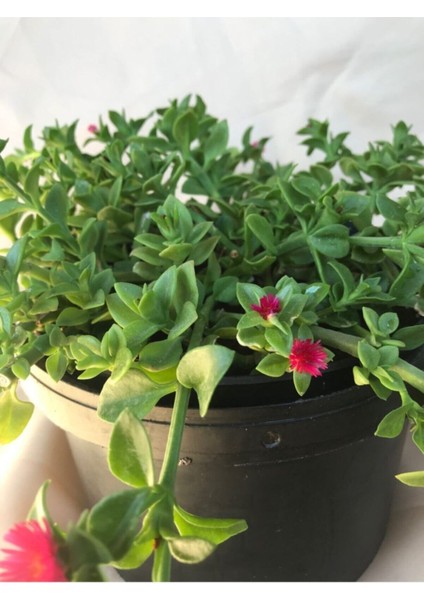 Videolu 15-25 cm Kırmızı Buz Çiçeği Bitkisi Fidanı Saksılı Dış Mekan Ağaçları Frost Flower