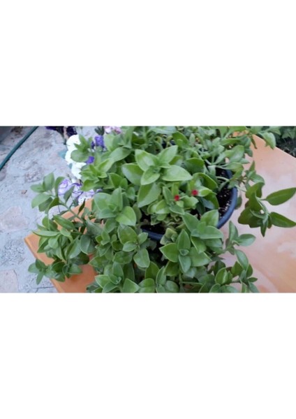 Videolu 15-25 cm Kırmızı Buz Çiçeği Bitkisi Fidanı Saksılı Dış Mekan Ağaçları Frost Flower