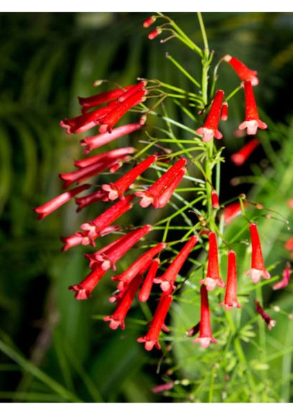 Videolu Kırmızı Mercan Çiçeği 1 Adet Saksılı/Tüplü 35-60 cm (Russelia Equisetiformis)