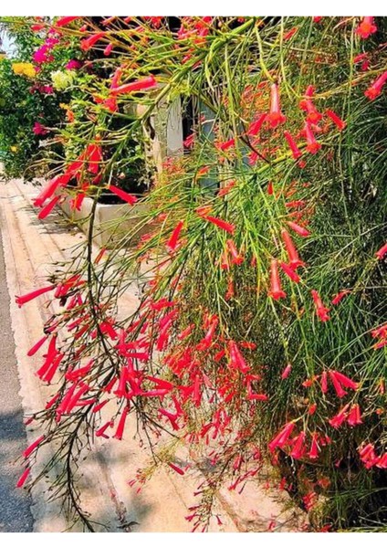 Videolu Kırmızı Mercan Çiçeği 1 Adet Saksılı/Tüplü 35-60 cm (Russelia Equisetiformis)