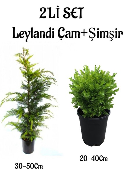 Leylandi Çam Ağacı Fidanı+Çalı Şimşiri 2'li Set Saksılı Dış Mekan Bitkisi
