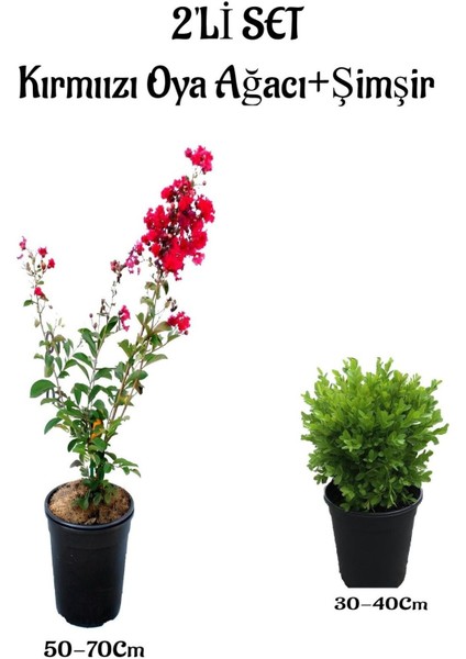 Kırmızı Renk Oya Ağacı Fidanı+ Çalı Şimşiri 2'li Set Saksılı Dış Mekan Bitkisi